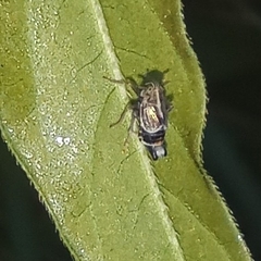 Dicranotropis hamata