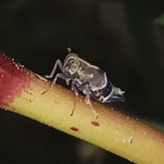 Dicranotropis hamata