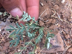 Sanguisorba occidentalis