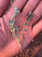 Sanguisorba occidentalis