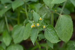 Galinsoga quadriradiata