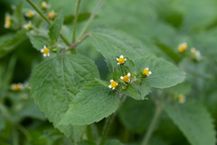 Galinsoga quadriradiata