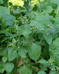 Galinsoga quadriradiata