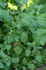 Galinsoga quadriradiata