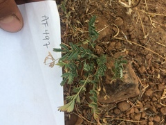 Sanguisorba occidentalis