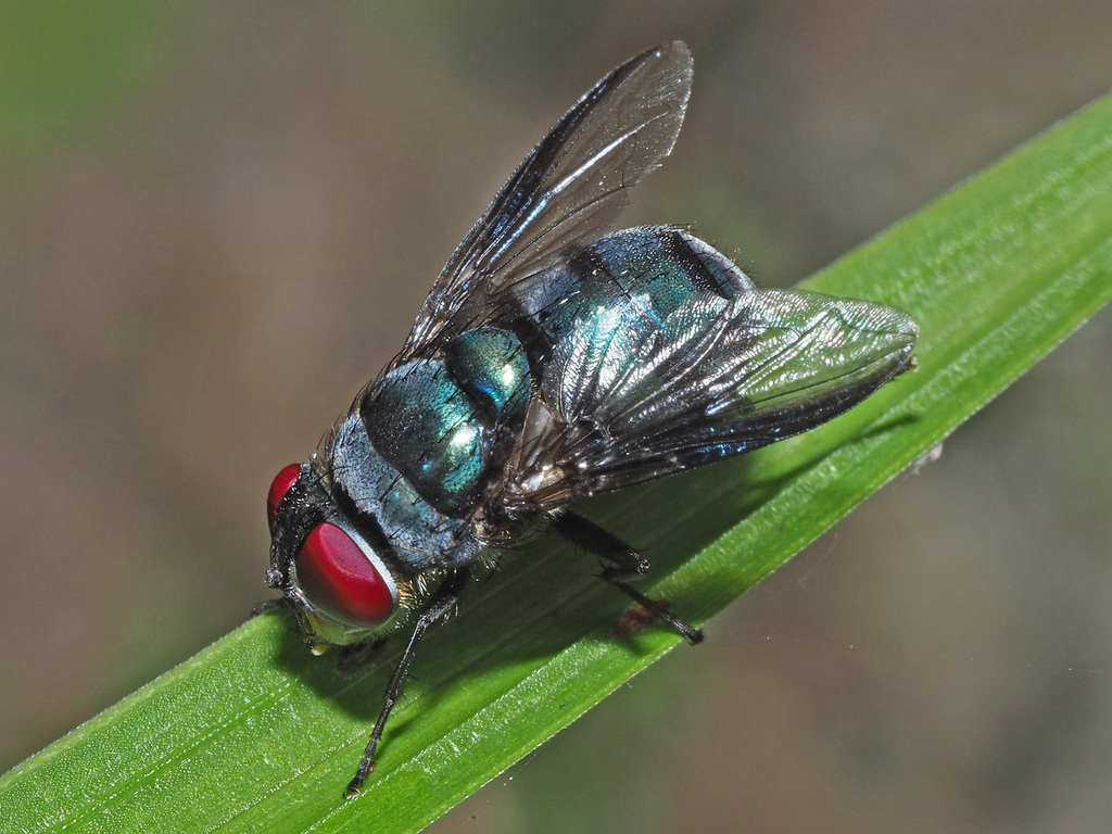 Chrysomya inclinata