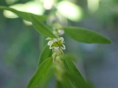 Polygonum fowleri