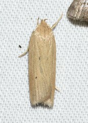 Gonioterma mistrella