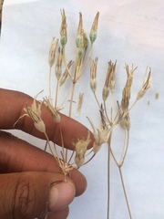 Brodiaea rosea rosea