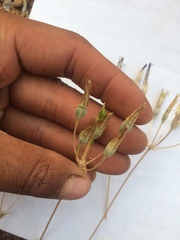 Brodiaea rosea rosea