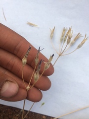 Brodiaea rosea rosea