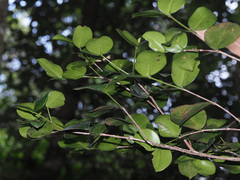 Memecylon bachmannii