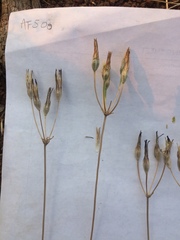 Brodiaea rosea rosea