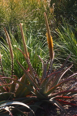 Aloe spicata