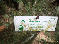 Xymalos monospora