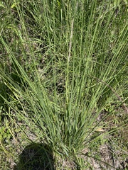 Molinia