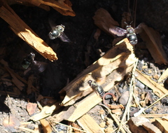 Xylocopa californica californica