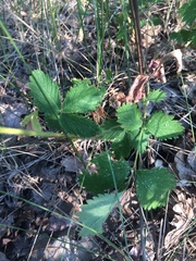 Potentilla biennis