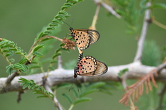 Acraea pseudegina