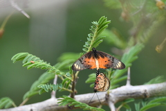 Acraea pseudegina