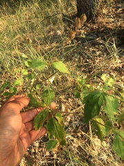 Potentilla biennis