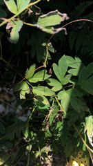 Lamprocapnos spectabilis