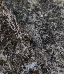 Pseudicius encarpatus