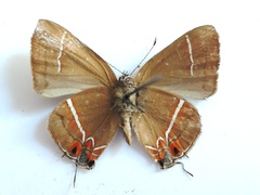 Calycopis clarina