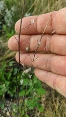 Camelina rumelica