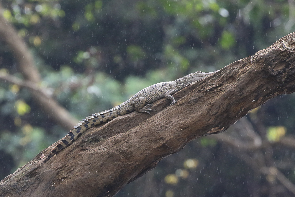 Hall's New Guinea Crocodile