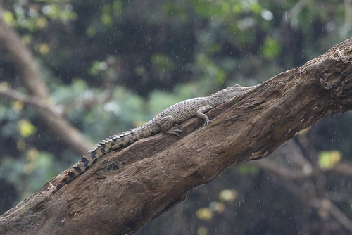 Hall's New Guinea crocodile