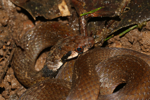 Tropidonophis picturatus, 2022-07-20
