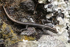Cryptoblepharus yulensis