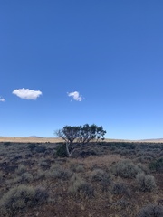 Juniperus occidentalis