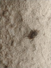 Euparius paganus