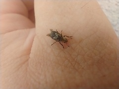 Euparius paganus