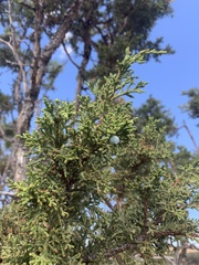Juniperus occidentalis