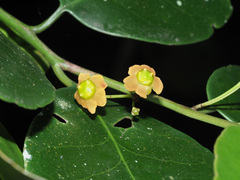 Pseudosalacia streyi