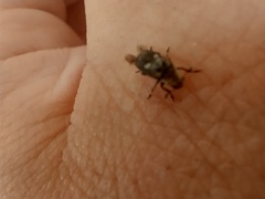 Euparius paganus