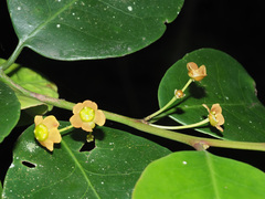 Pseudosalacia streyi