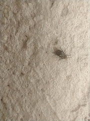 Euparius paganus