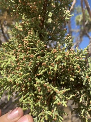 Juniperus occidentalis