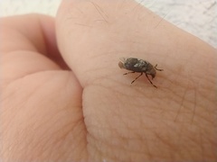 Euparius paganus