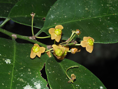 Pseudosalacia streyi