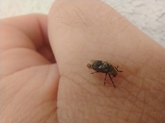 Euparius paganus