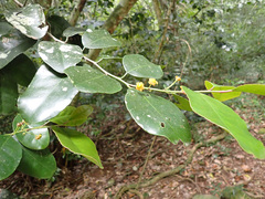 Pseudosalacia streyi