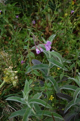 Epilobium alpestre