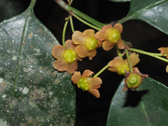 Pseudosalacia streyi