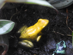 Phyllobates terribilis