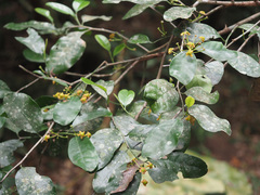 Pseudosalacia streyi